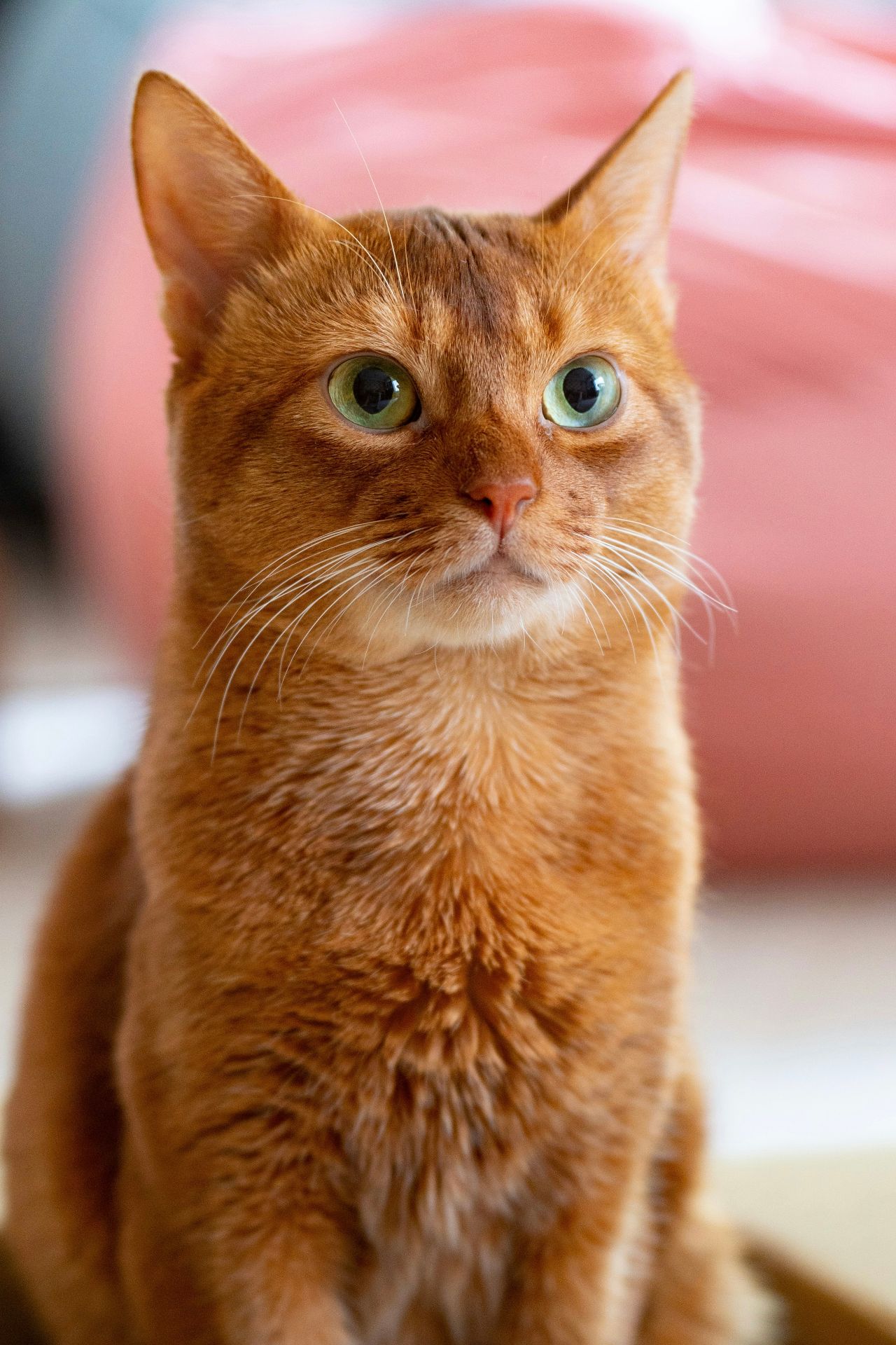 Cat receiving acupuncture treatment