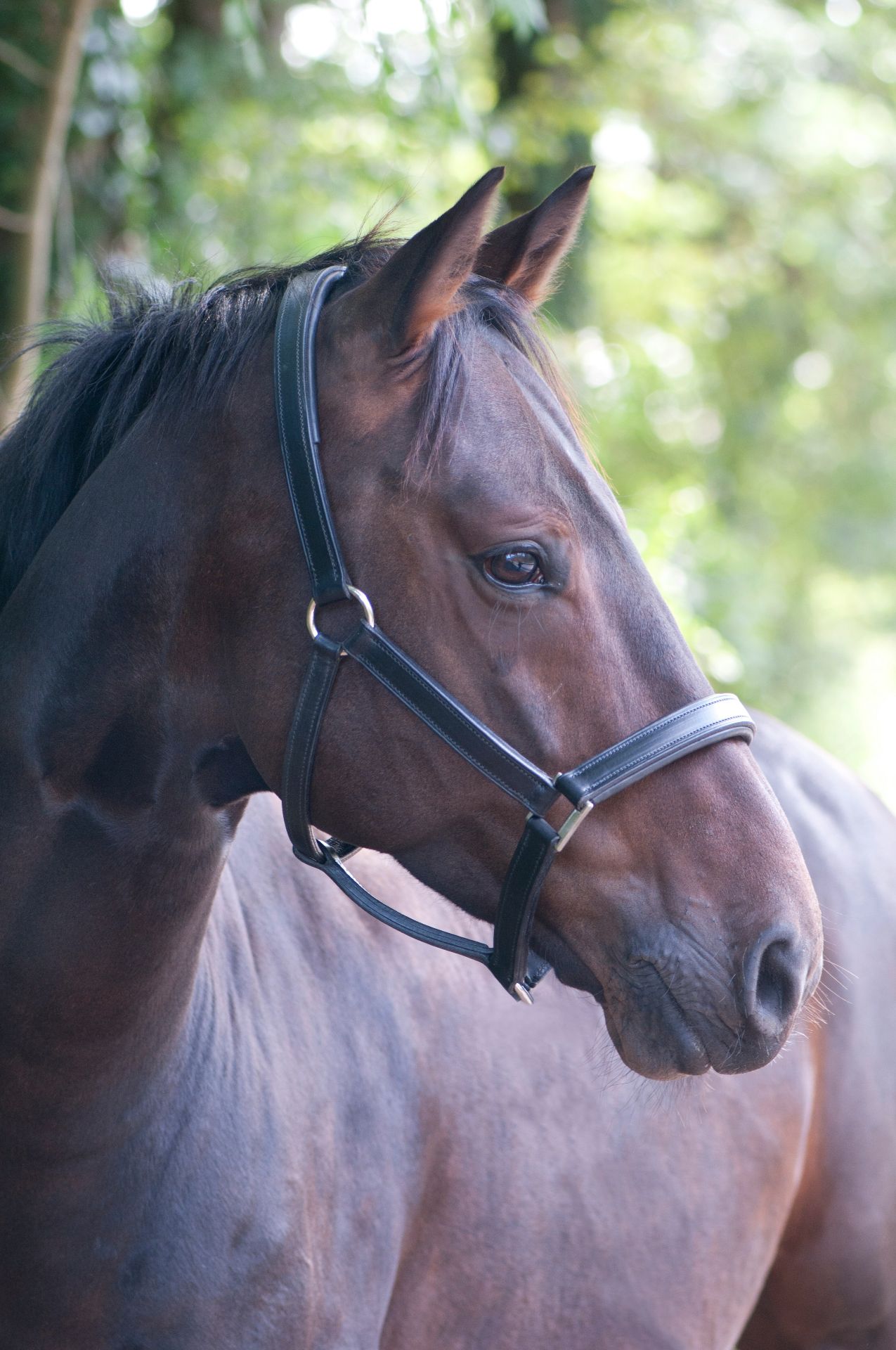 Horse receiving acupuncture treatment