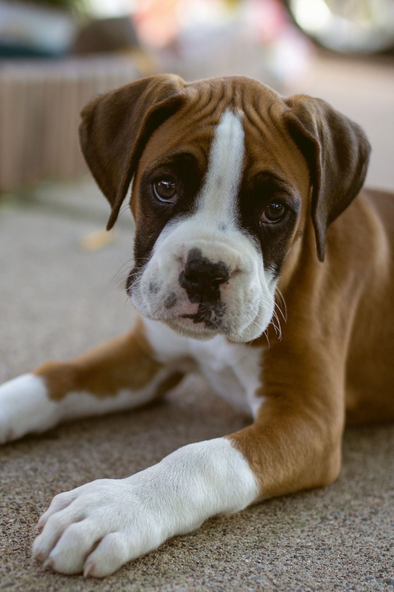 Dog receiving acupuncture treatment